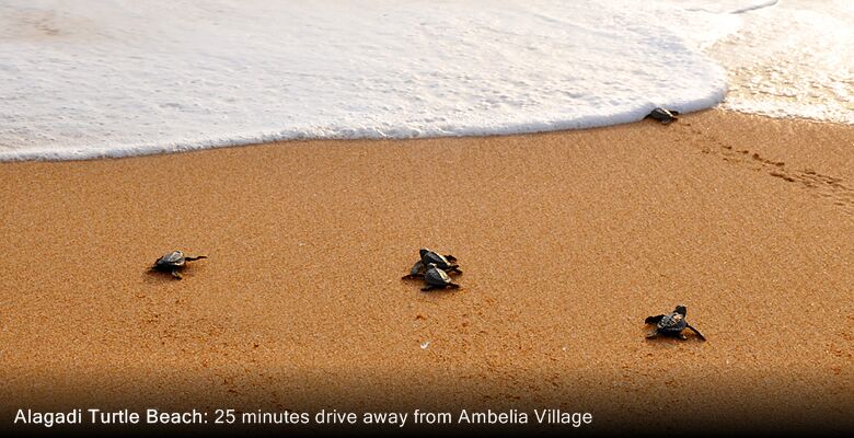 Ambelia Village