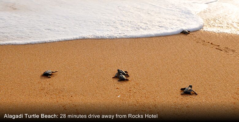 Rocks Hotel